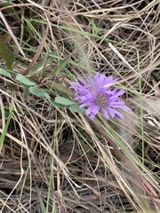 Symphyotrichum pratense