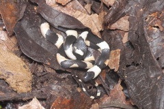 Oxyrhopus petolarius