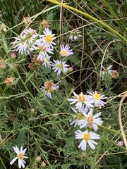 Symphyotrichum oolentangiense