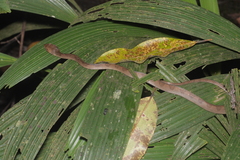 Leptodeira ornata
