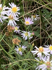 Symphyotrichum oolentangiense