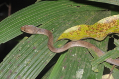 Leptodeira ornata