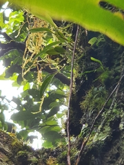 Stelis dussii