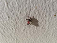 Thanasimus formicarius