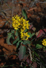 Berberis dictyota