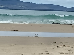 Thinornis cucullatus