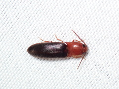 Anchastus bicolor