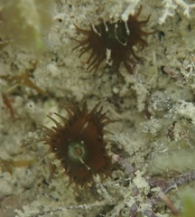 Palythoa grandiflora