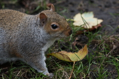 Sciurus carolinensis