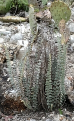 Astrolepis integerrima