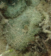 Discosoma carlgreni