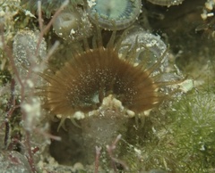 Palythoa grandiflora