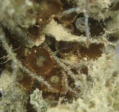 Palythoa grandiflora