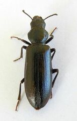 Lecontia discicollis