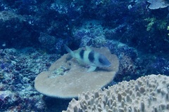 Parupeneus crassilabris