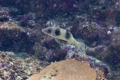 Parupeneus crassilabris