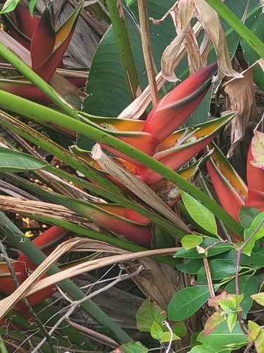 Heliconia bihai image