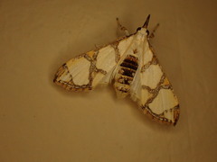 Cirrhochrista bracteolalis