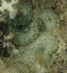 Discosoma carlgreni