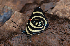 Callicore hydaspes