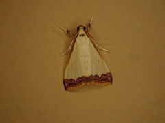 Autocharis hedyphaes