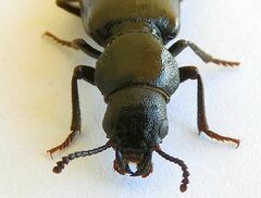 Lecontia discicollis