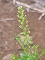 Lepidium