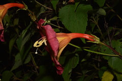 Ipomoea funis