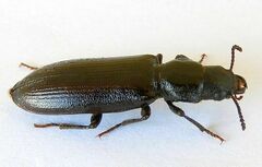 Lecontia discicollis