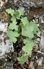 Maurandya antirrhiniflora