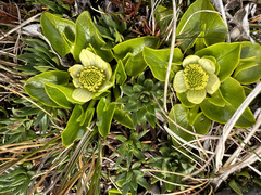 Caltha sagittata