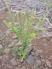 Lepidium