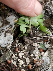 Maurandya antirrhiniflora