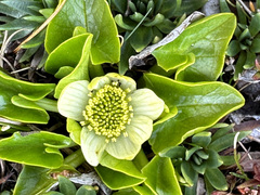 Caltha sagittata