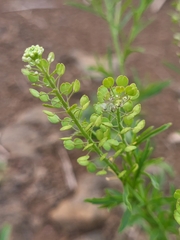 Lepidium