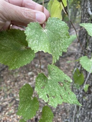 Vitis monticola