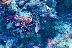 Parupeneus multifasciatus