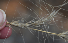 Aristida latifolia