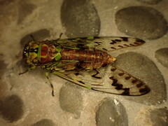 Pomponia picta