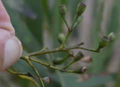 Eucalyptus persistens