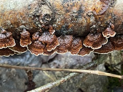 Punctularia strigosozonata