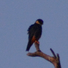 Falco rufigularis