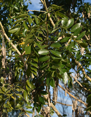 Bolusanthus speciosus