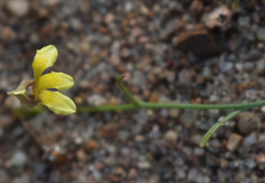 Goodenia armitiana