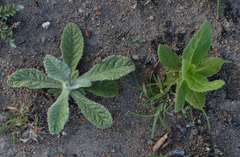 Pterocaulon ciliosum