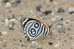 Catagramma hystaspes