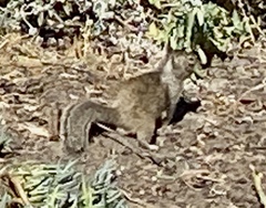 Otospermophilus beecheyi