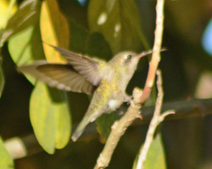 Cynanthus latirostris