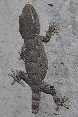 Tarentola mauritanica mauritanica