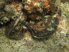 Isognomon alatus